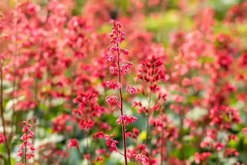 Heuchera 'Paris' (Purperklokje)
