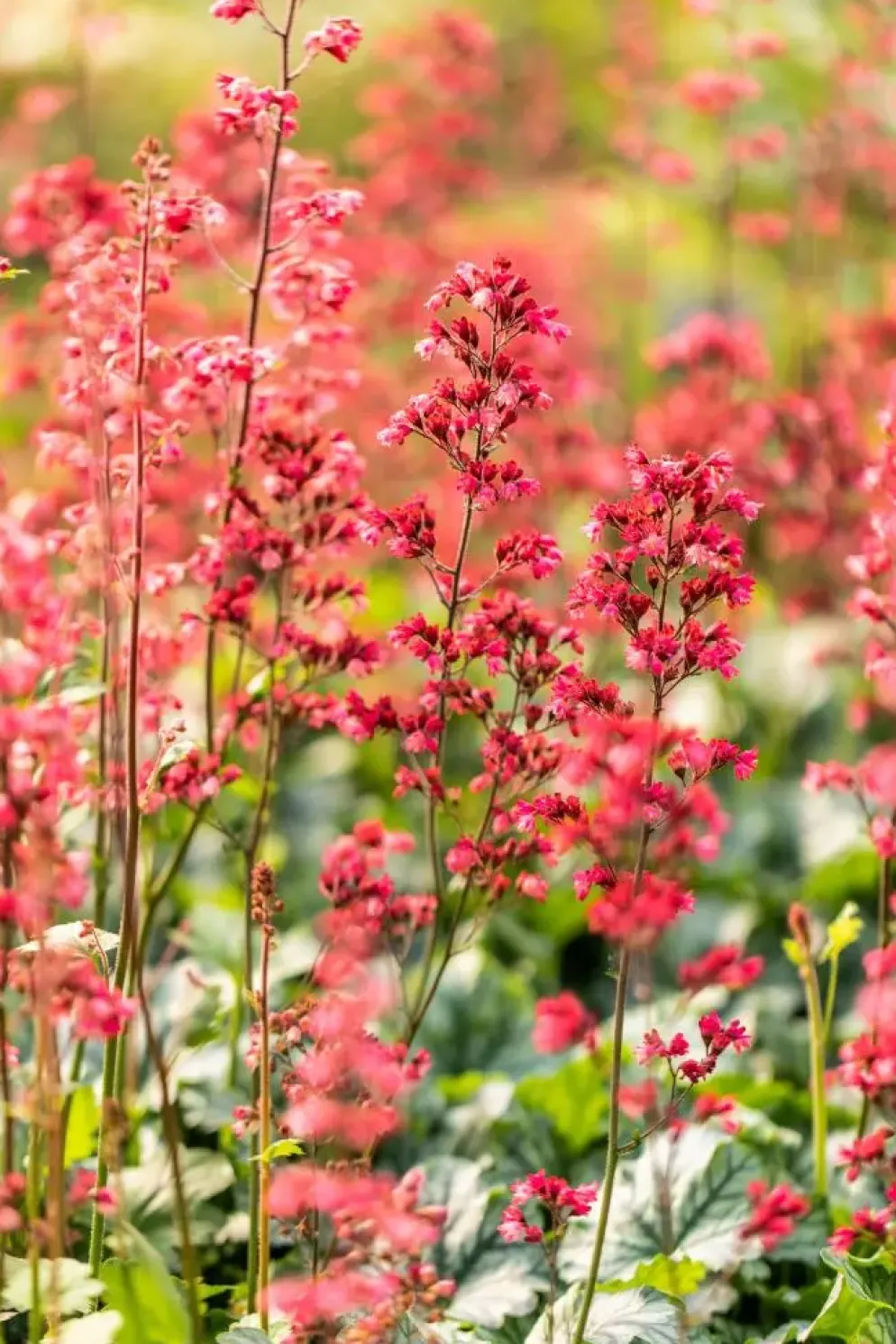 Heuchera 'Paris' (Purperklokje)