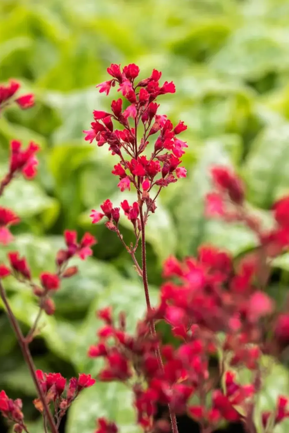Heuchera 'Paris' (Purperklokje)
