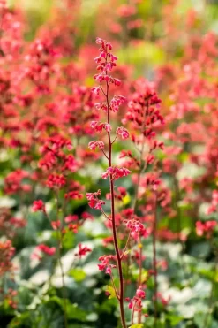Heuchera 'Paris' (Purperklokje)