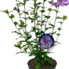 Hibiscus syriacus 'Lavender Chiffon' (Altheastruik) 60cm