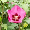 Hibiscus syriacus 'Woodbridge' (Althaeastruik 'Woodbridge')