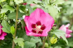 Hibiscus syriacus 'Woodbridge' (Althaeastruik 'Woodbridge')