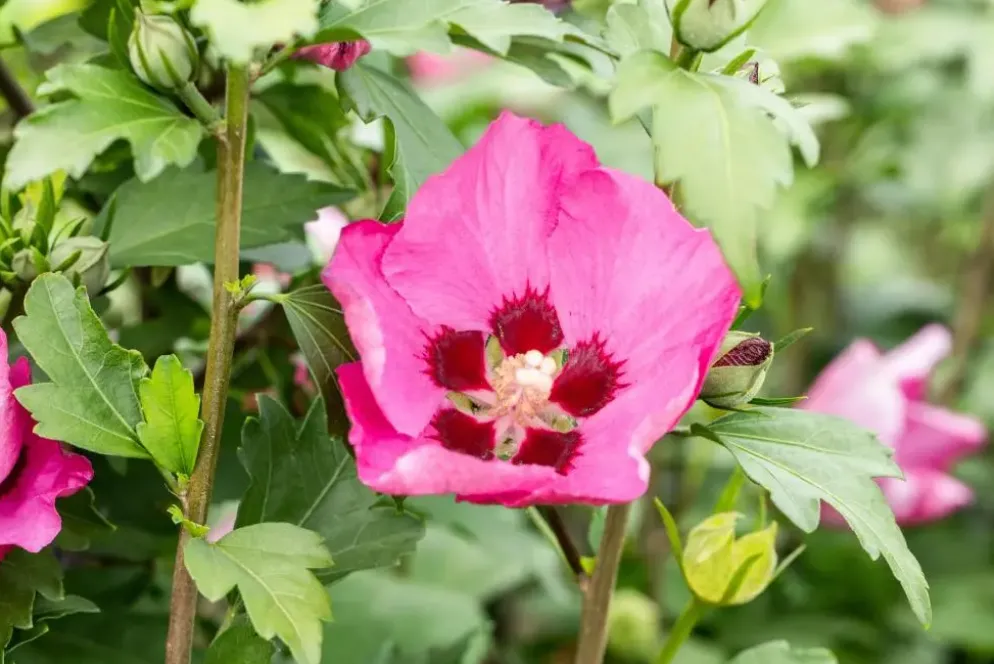 Hibiscus syriacus 'Woodbridge' (Althaeastruik 'Woodbridge')