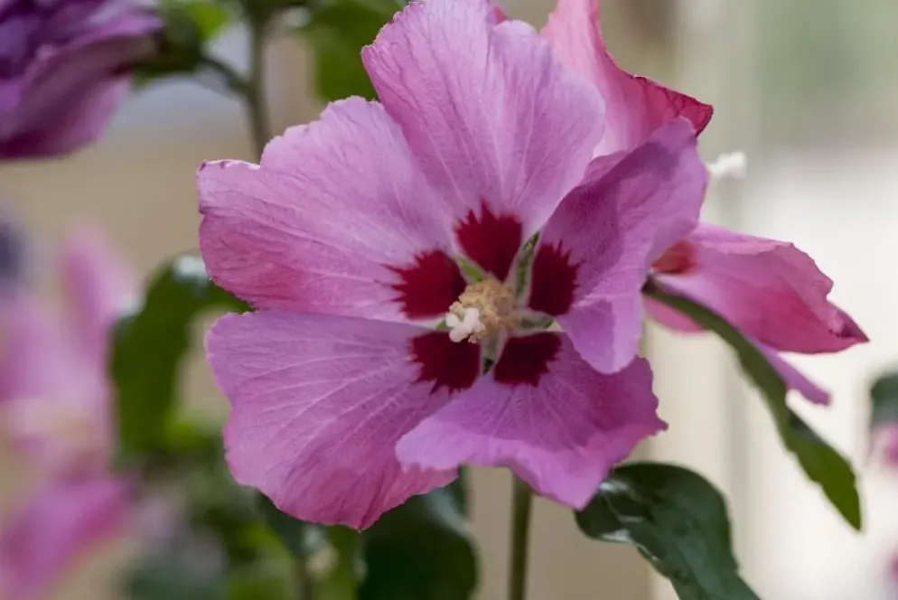 Hibiscus syriacus 'Woodbridge' (Althaeastruik 'Woodbridge')