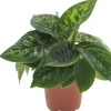 Homalomena wallisii 'Camouflage' 30cm