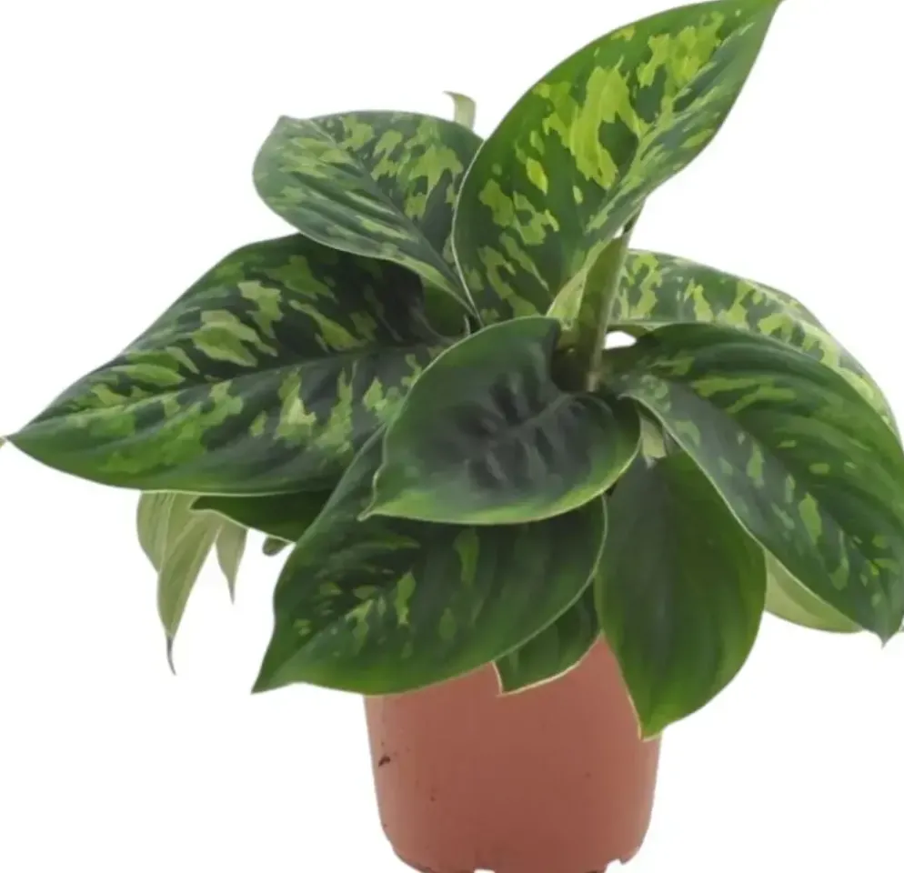 Homalomena wallisii 'Camouflage' 30cm