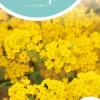 Horti tops zaden Alyssum, Rotsschild goudgeel