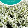 Horti tops zaden Alyssum Sneeuwkleed