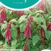 Horti tops zaden amaranthus, rode kattenstaart