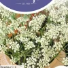 Horti tops zaden anijs