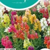 Horti tops zaden antirrhinum, leeuwenbekje half-hoge gemengd