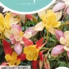 Horti tops zaden aquilegia, akelei mrs. scott elliott
