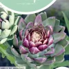 Horti tops zaden artisjok violet de provence