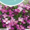 Horti tops zaden Aubrietia, blauwkussen whitewell