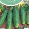 Horti tops zaden augurken profi f1