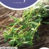 Horti tops zaden bonenkruid overblijvend