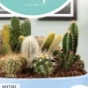 Horti tops zaden cactus all-round mengsel