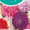 Horti tops zaden callistephus chinensis koningin