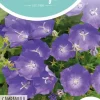 Horti tops zaden campanula, Karpatenklokje blauw