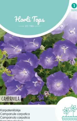 Horti tops zaden campanula, Karpatenklokje blauw