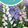 Horti tops zaden campanula, mariëtteklokje enkelbloemig gemengd