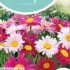 Horti tops zaden chrysanthemum, perzische magriet robinson's giants