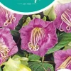 Horti tops zaden cobaea, Klokwinde blauw