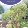 Horti tops zaden Engelwortel
