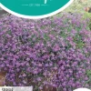 Horti tops zaden, Hanglobelia saphir