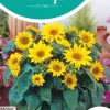 Horti tops zaden helianthus, potzonnebloem pacino