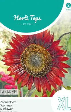 Horti tops zaden helianthus, zonnebloem evening sun/avondzon