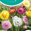 Horti tops zaden helichrysum, lage strobloem tom thumb