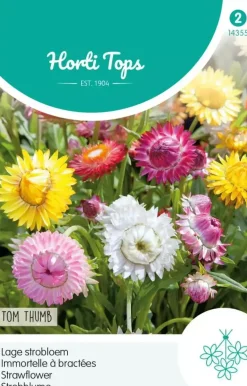 Horti tops zaden helichrysum, lage strobloem tom thumb