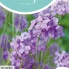 Horti tops zaden hesperis, damastbloem violet