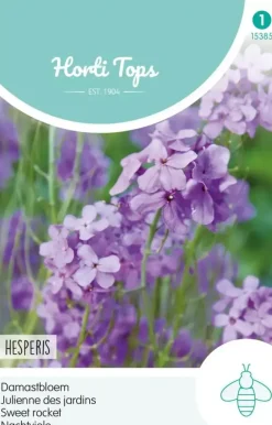 Horti tops zaden hesperis, damastbloem violet