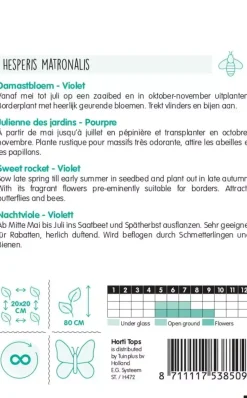 Horti tops zaden hesperis, damastbloem violet