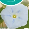 Horti tops zaden ipomoea, klimmende winde milky way