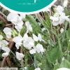 Horti tops zaden lathyrus, reuk- of siererwt royal family wit