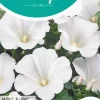 Horti tops zaden Lavatera, Bekermalva mont blanc