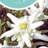 Horti tops zaden leontopodium alpinum, edelweiss