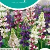 Horti tops zaden lupinus, lupine pixie delight gemengd