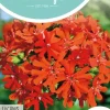 Horti tops zaden lychnis, brandende liefde