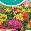 Horti tops zaden nemesia carnaval gemengd