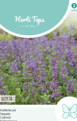 Horti tops zaden Nepeta, Kattenkruid