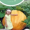 Horti tops zaden pompoenen atlantic giant
