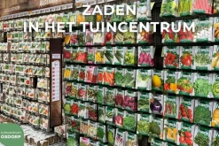Horti tops zaden Prei Blauwgroene Winter, Sel. Hiverbleu