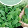 Horti tops zaden raapstelen groene