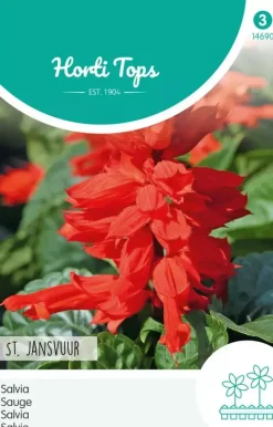 Horti tops zaden salvia, vuursalie st. jansvuur