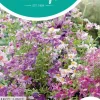 Horti tops zaden schizanthus, boerenochidee angel wings